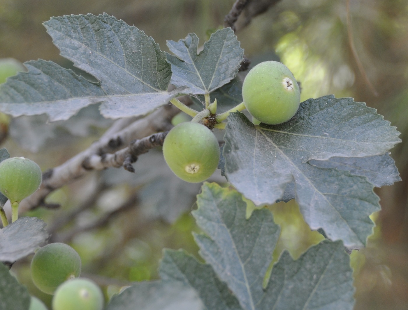 Изображение особи род Ficus.