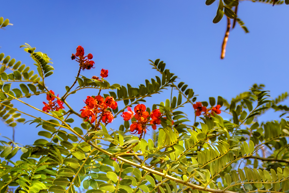 Изображение особи Cassia roxburghii.