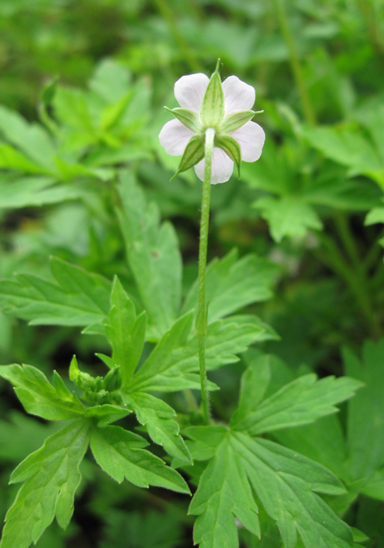 Image of Geranium sibiricum specimen.