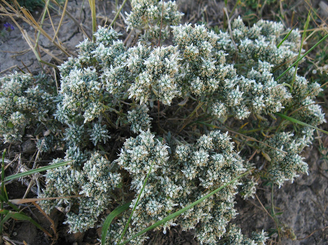 Image of Teucrium capitatum specimen.