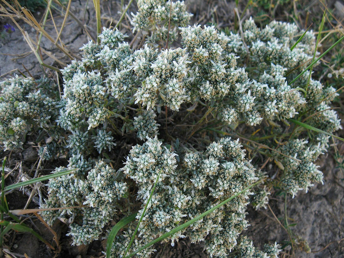 Изображение особи Teucrium capitatum.