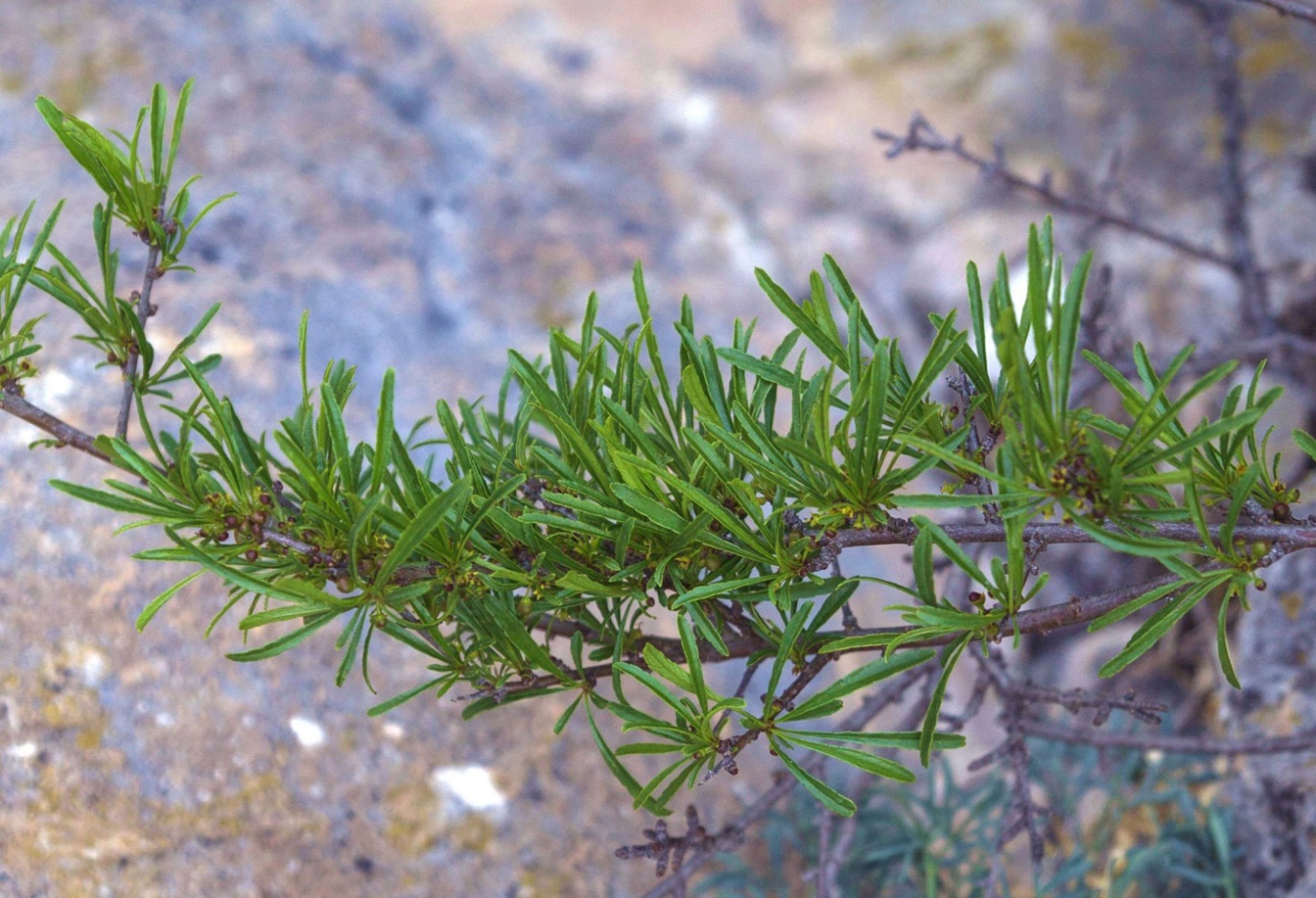 Image of Rhamnus erythroxyloides specimen.