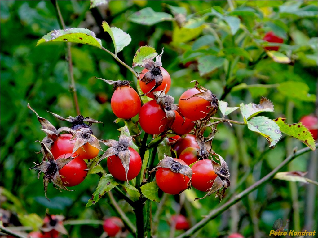 Image of genus Rosa specimen.