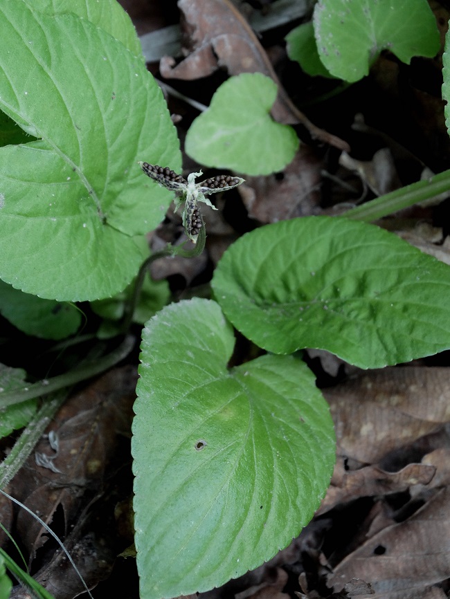 Image of genus Viola specimen.