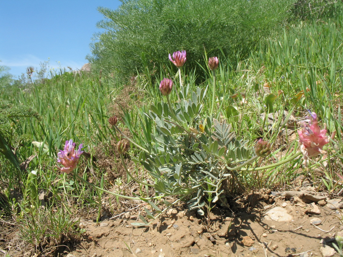 Изображение особи Astragalus schrenkianus.