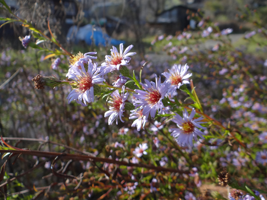 Image of genus Symphyotrichum specimen.