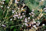 Astragalus austriacus