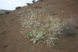 Crambe juncea