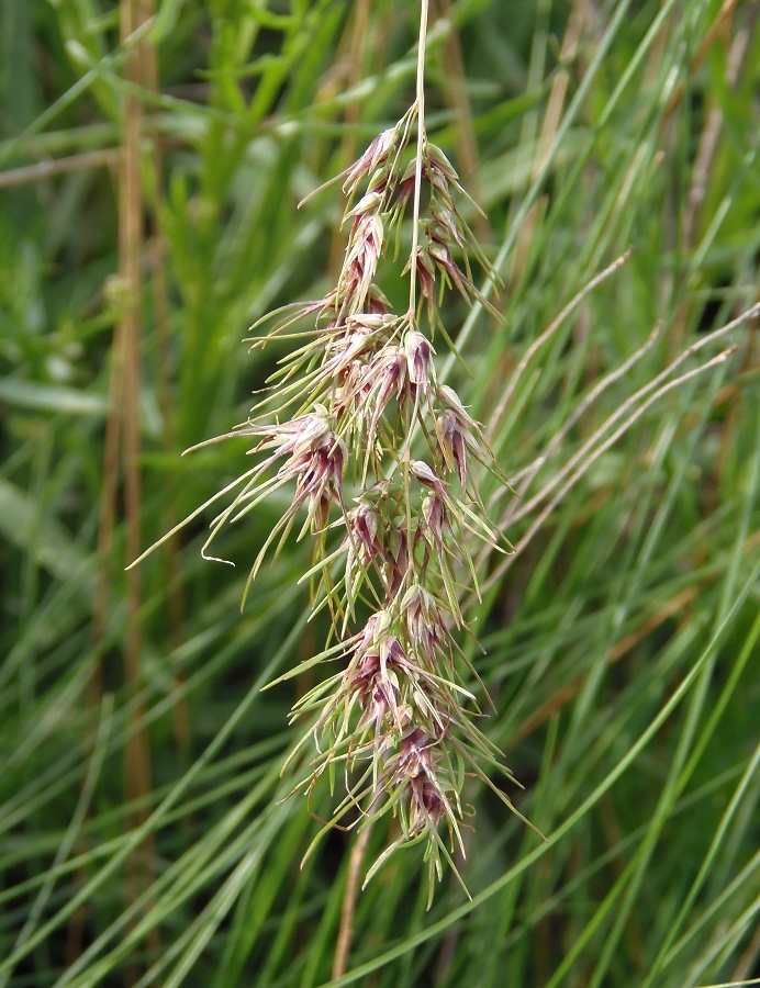 Image of Poa bulbosa ssp. vivipara specimen.