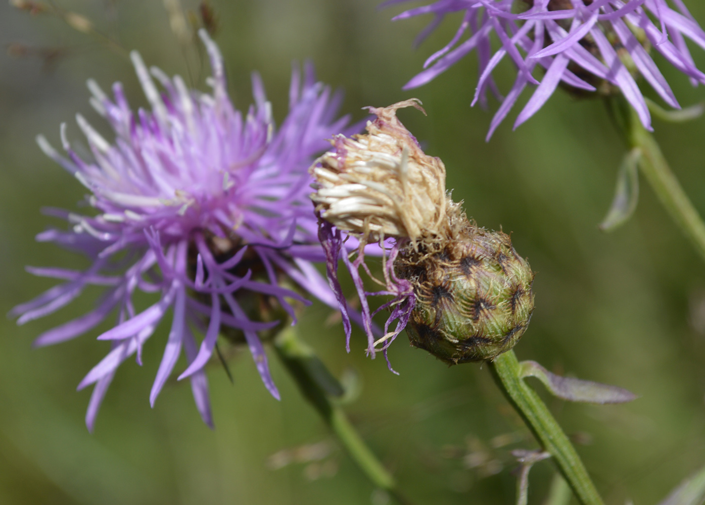 Image of Centaurea kubanica specimen.