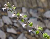 Image of taxon representative. Author is Алексей Титов