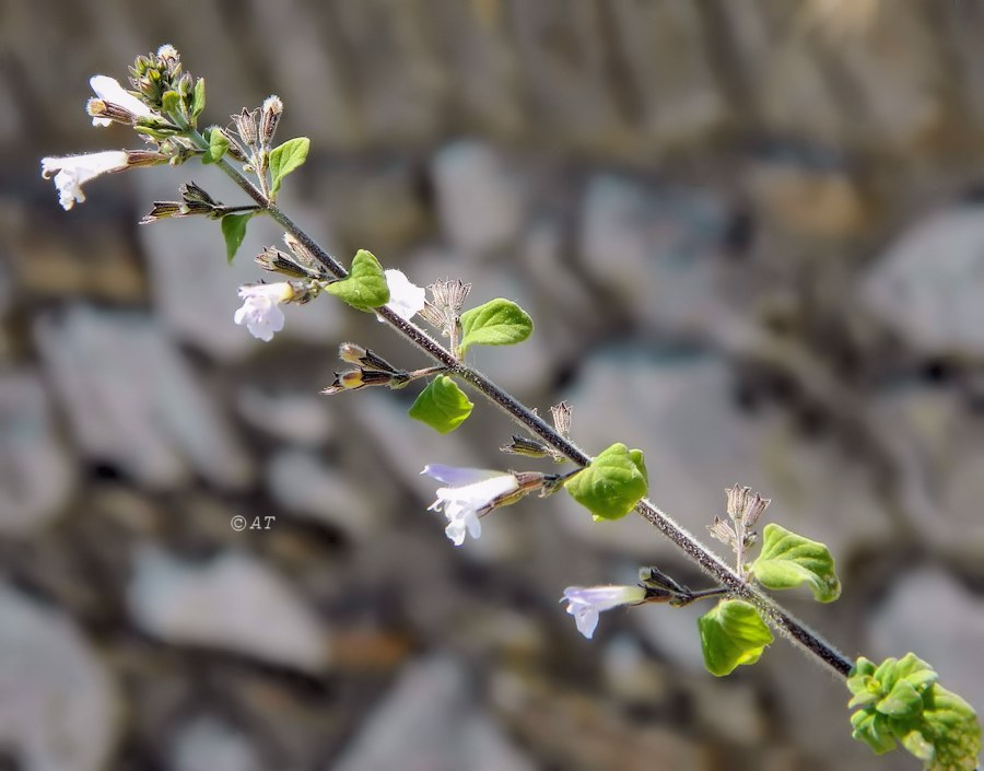 Изображение особи Clinopodium spruneri.