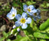 genus Myosotis. Цветки и бутоны. Ленинградская обл., Ломоносовский р-н, окр. пос. Большая Ижора, побережье Финского залива, край песчаного пляжа у приливно-отливной зоны. 02.07.2016.