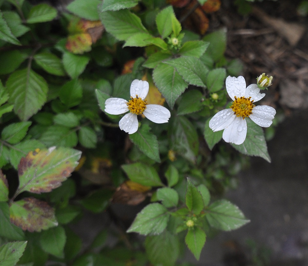 Изображение особи Bidens pilosa.