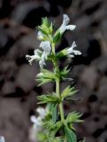 Stachys annua