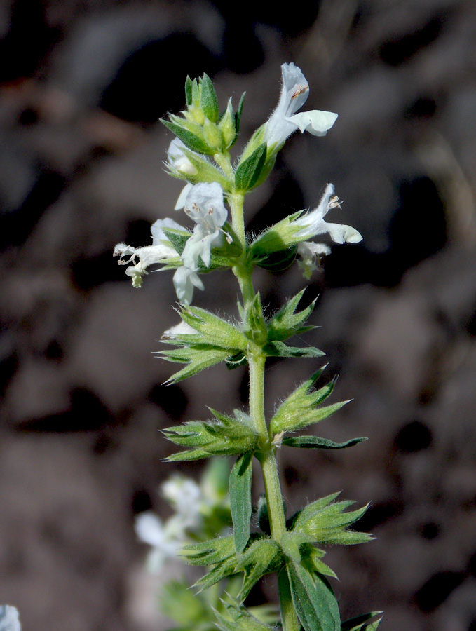 Изображение особи Stachys annua.