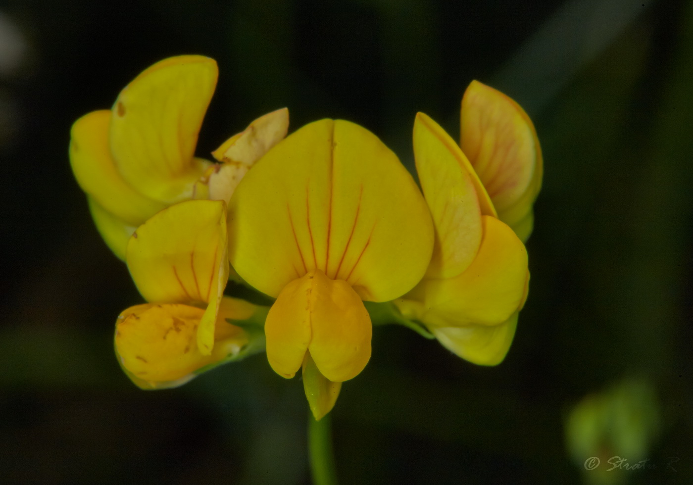 Image of Lotus corniculatus specimen.