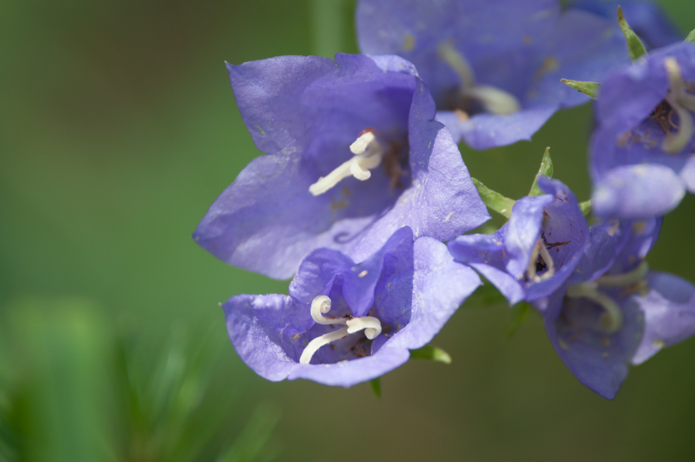 Изображение особи Campanula persicifolia.