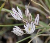 Allium moschatum