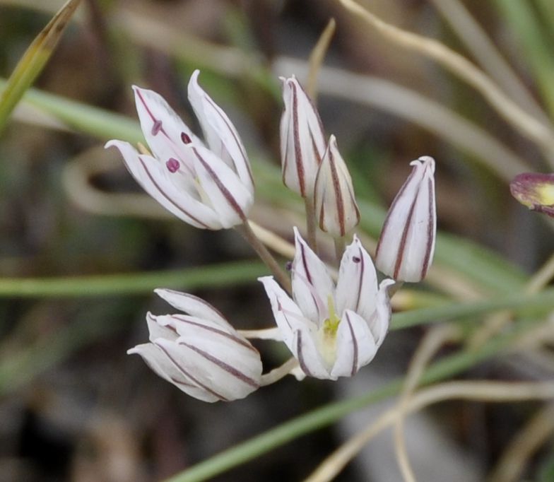 Изображение особи Allium moschatum.