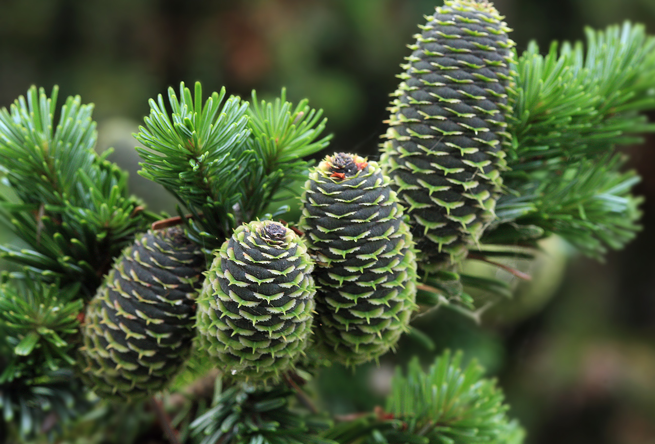 Изображение особи Abies sachalinensis.