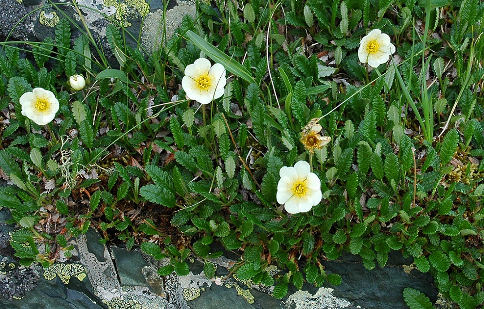 Image of Dryas oxyodonta specimen.