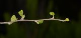 Cordia parvifolia