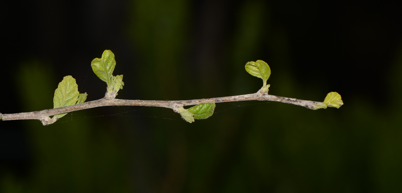 Изображение особи Cordia parvifolia.