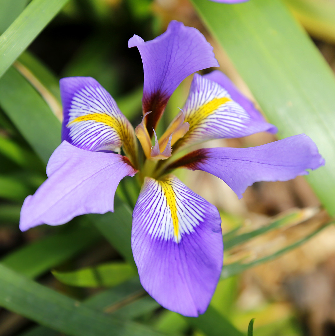 Изображение особи Siphonostylis lazica.