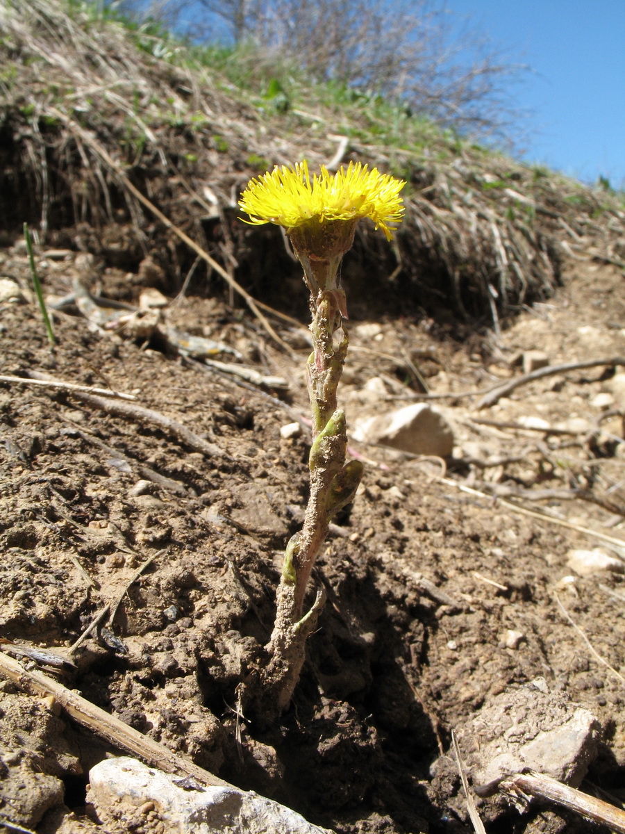 Image of Tussilago farfara specimen.