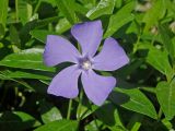 Vinca major. Цветок. Крым, Ялта, Никитский ботанический сад. 15.04.2016.