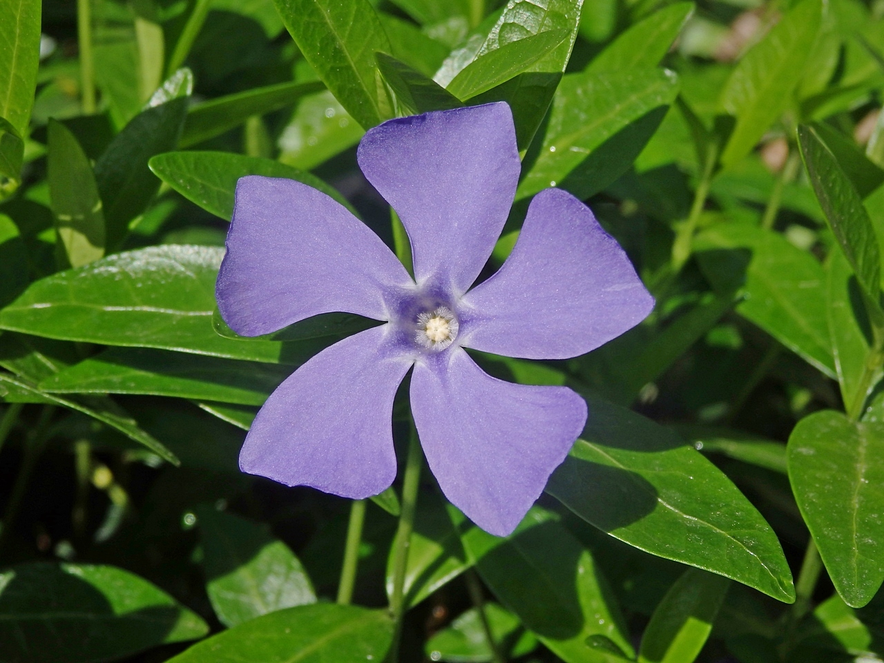 Image of Vinca major specimen.