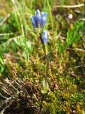 Gentiana glauca. Верхушка цветущего растения. Магаданская обл., окр. г. Магадан, п-ов Старицкого, сопка Марчеканка, разреженный кедровостланиковый склон. 26.06.2016.