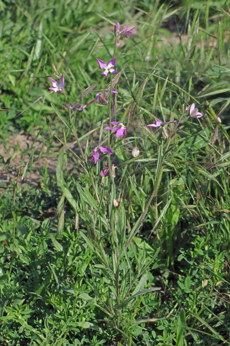 Изображение особи Matthiola bicornis.