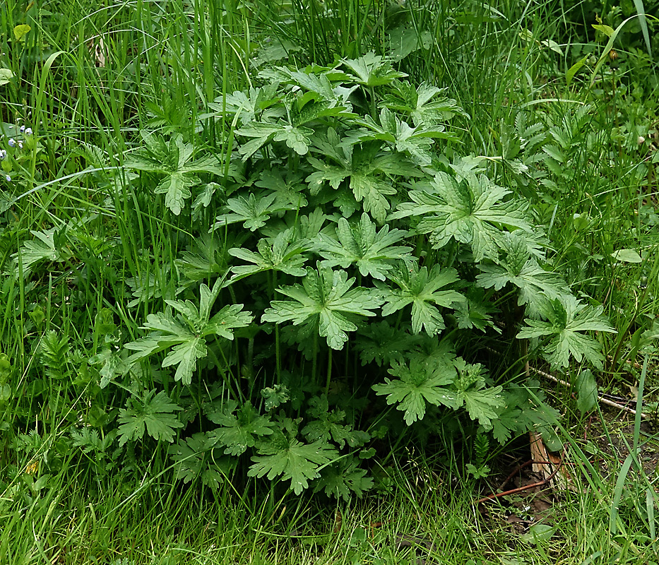 Изображение особи Geranium palustre.