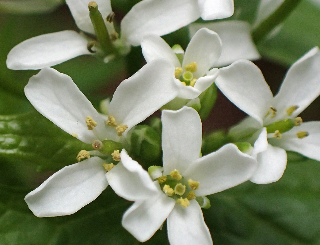 Image of Alliaria petiolata specimen.