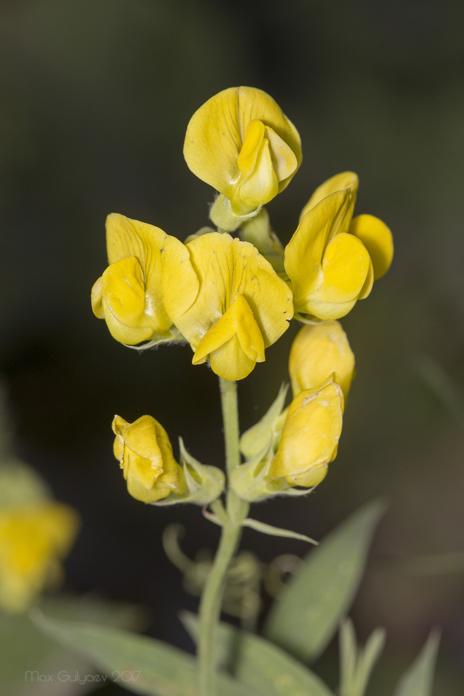 Изображение особи Lathyrus pratensis.