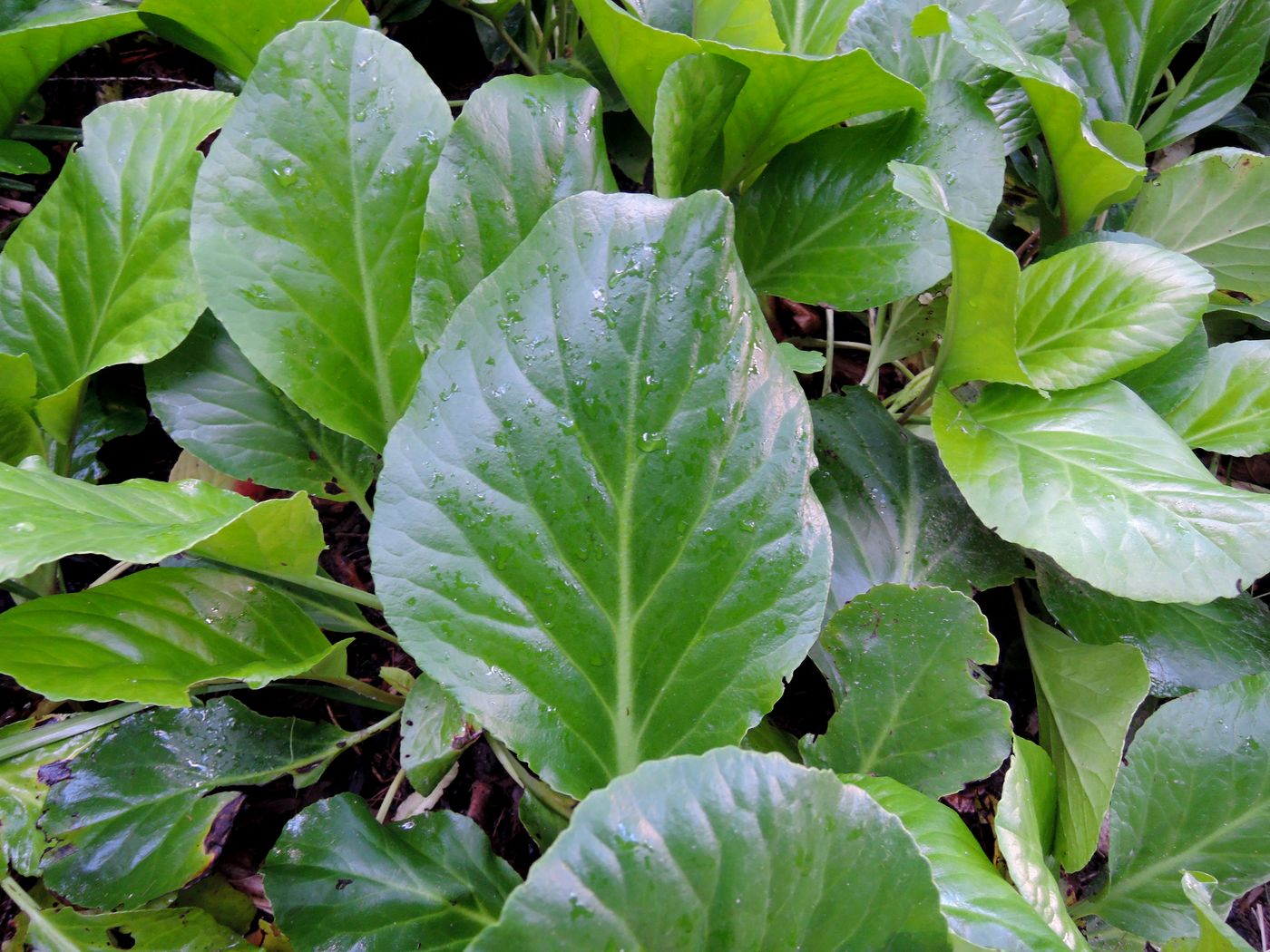 Image of Bergenia purpurascens specimen.