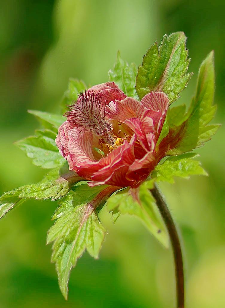 Image of Geum rivale specimen.