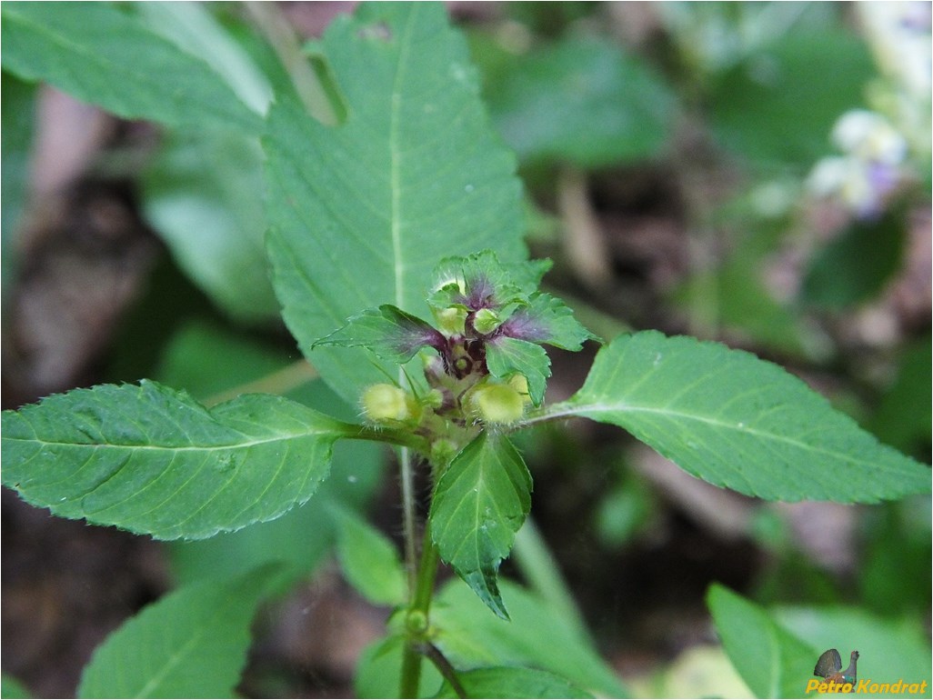 Изображение особи Galeopsis speciosa.