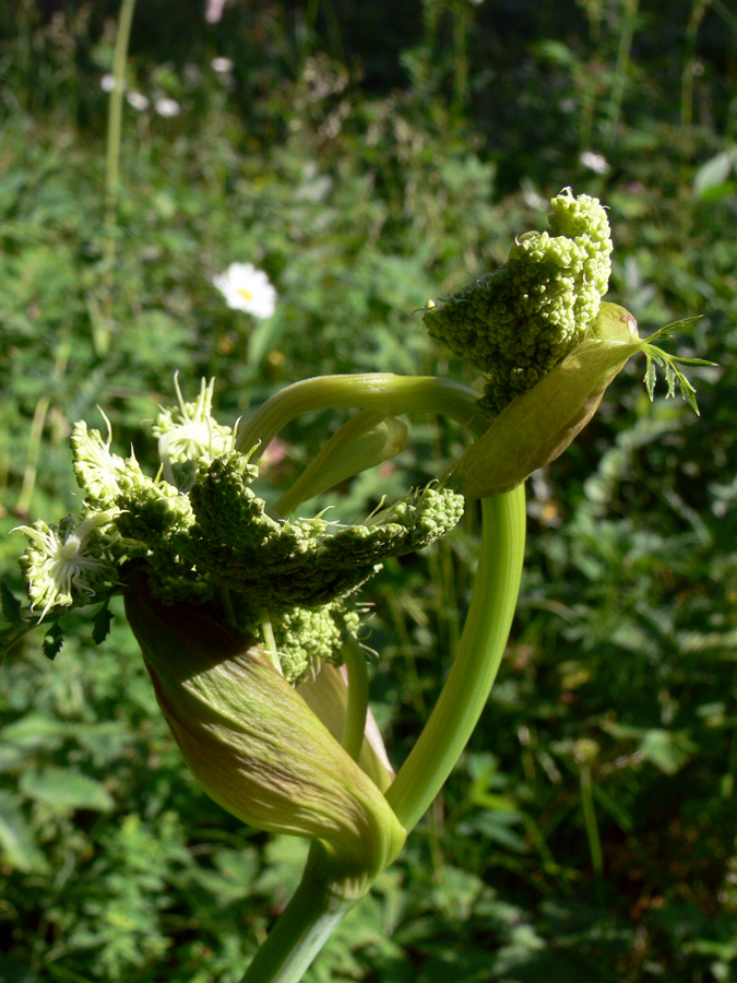 Изображение особи Angelica sylvestris.