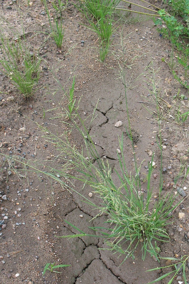 Image of Puccinellia distans specimen.