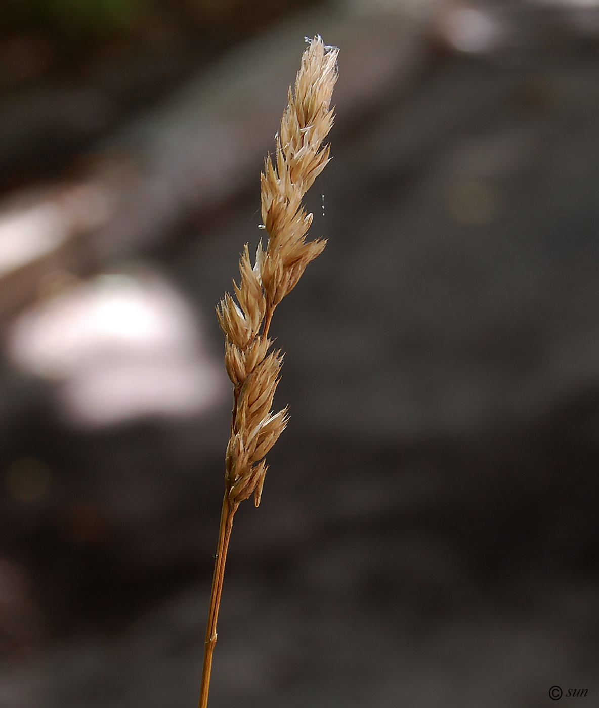 Изображение особи Dactylis glomerata.