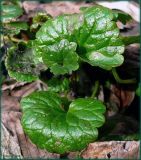 Glechoma hederacea. Перезимовавшие листья. Чувашия, окр. г. Шумерля, берег р. Сура. 26 марта 2008 г.