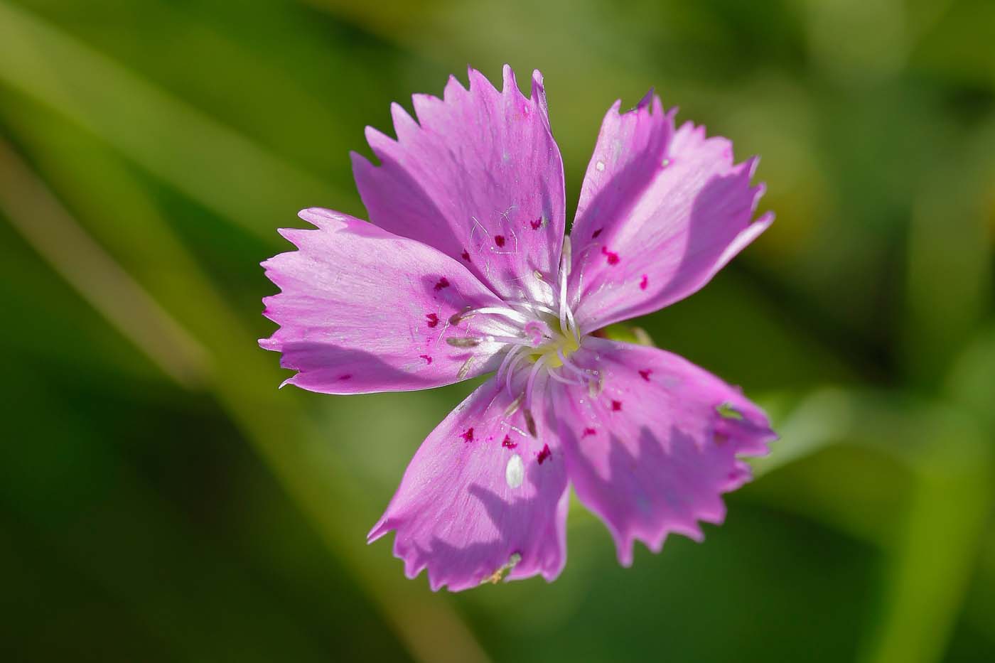 Image of Dianthus campestris specimen.