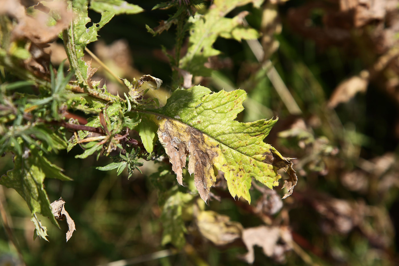 Изображение особи Carduus crispus.