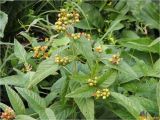 Lysimachia vulgaris. Верхушка плодоносящего растения. Украина, Ивано-Франковская обл., Болеховский горсовет, Поляницкий сельсовет, Поляницкий региональный ландшафтный парк, гора Погар, опушка леса. 16.08.2017.