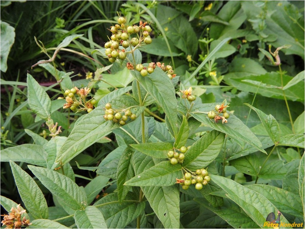 Изображение особи Lysimachia vulgaris.