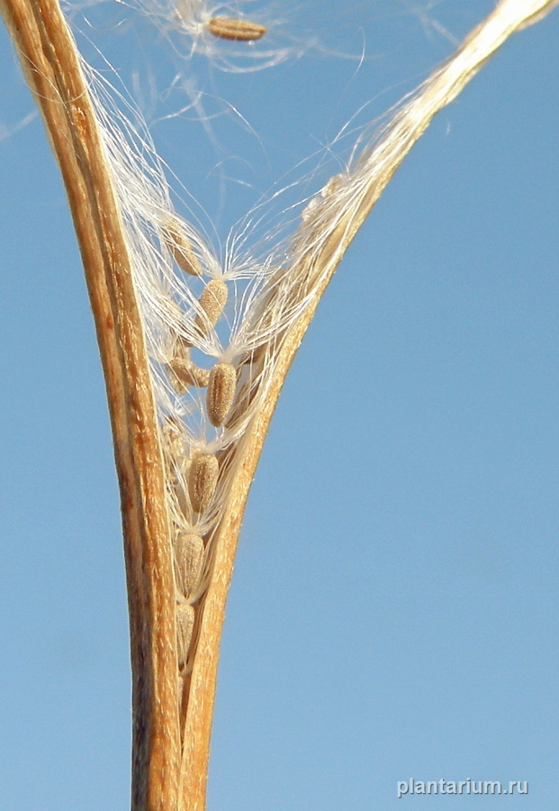 Image of Epilobium tetragonum specimen.