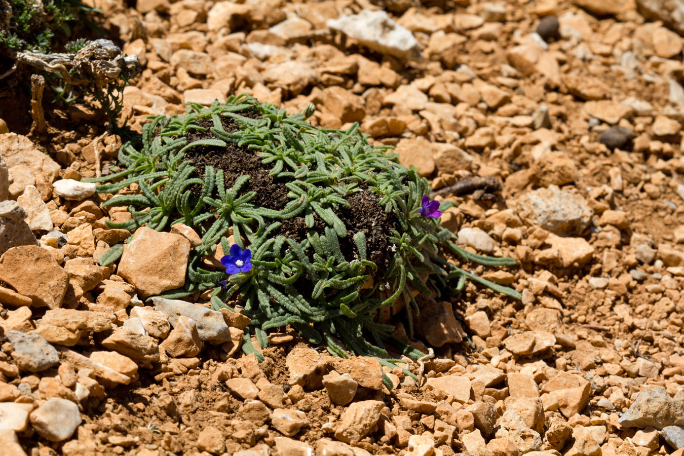 Изображение особи Anchusa cespitosa.